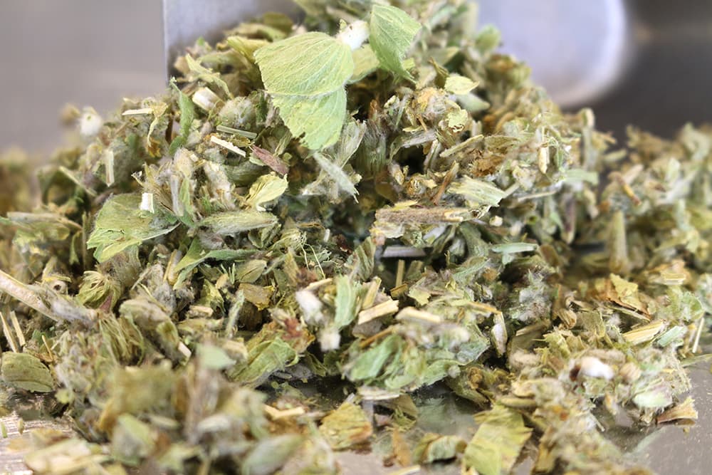 Griechischer Bergtee (Sideritis species), 50g